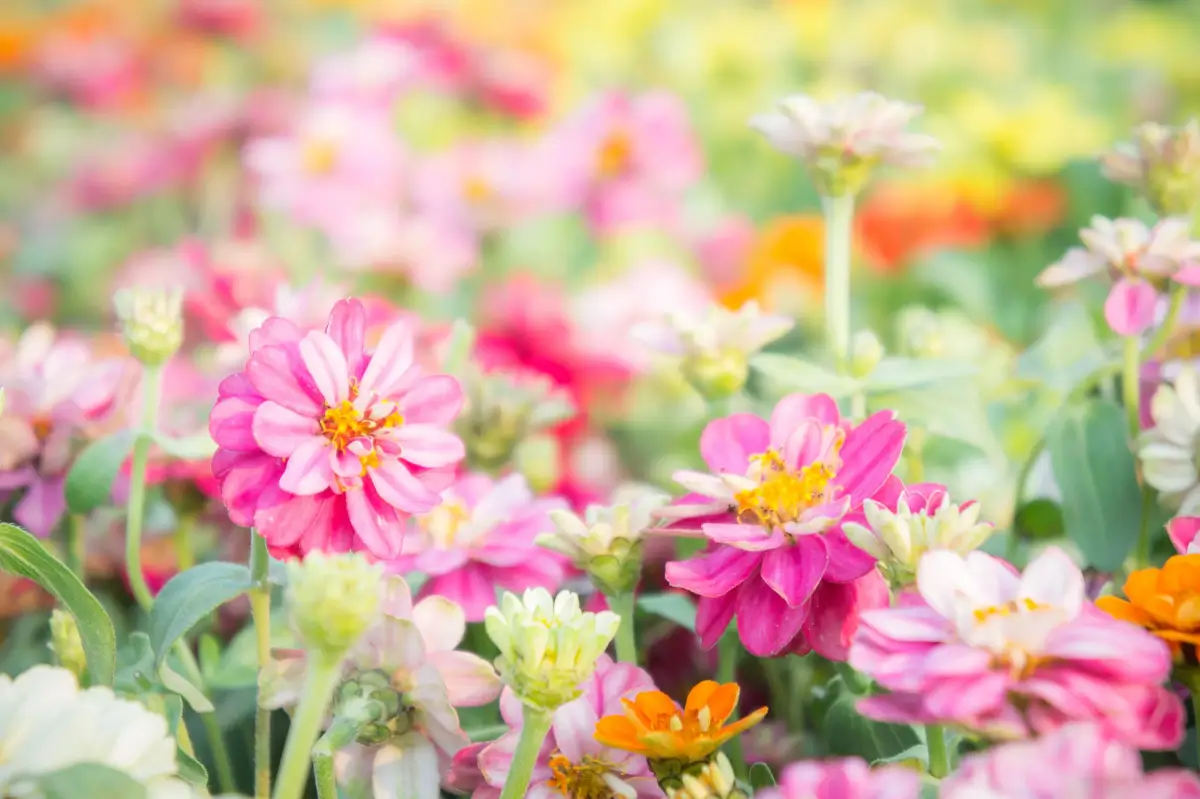 Gardening Safety Tips